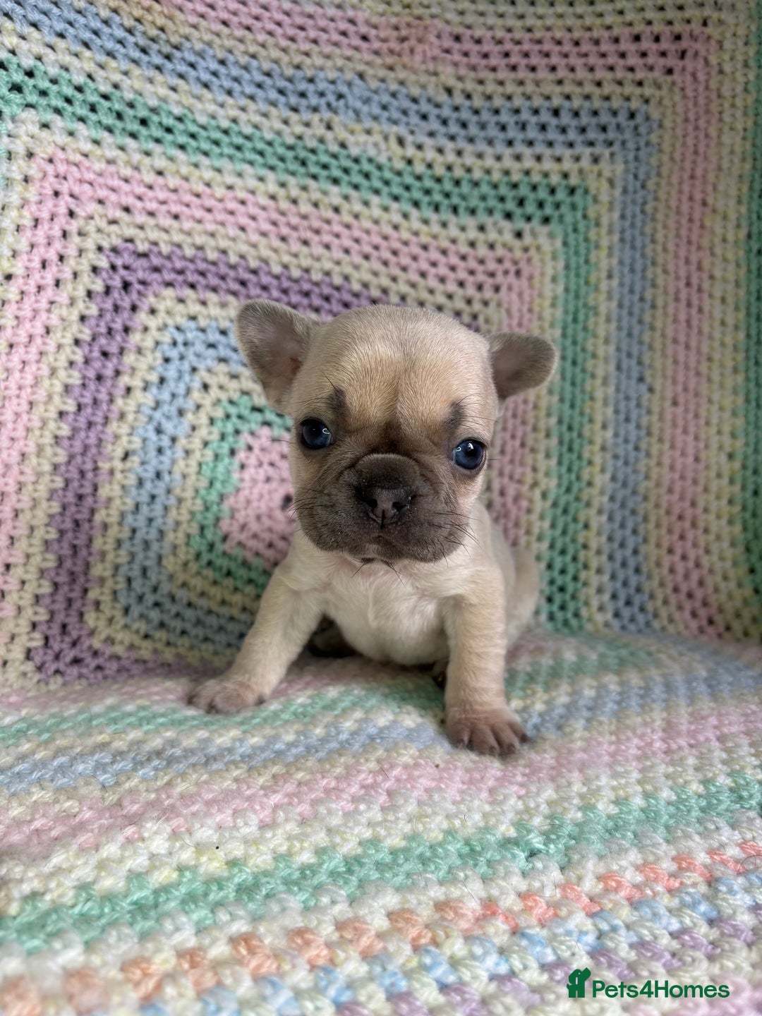 French Bulldog dogs for sale: 6 beautiful French bulldog puppies.  - Image 6