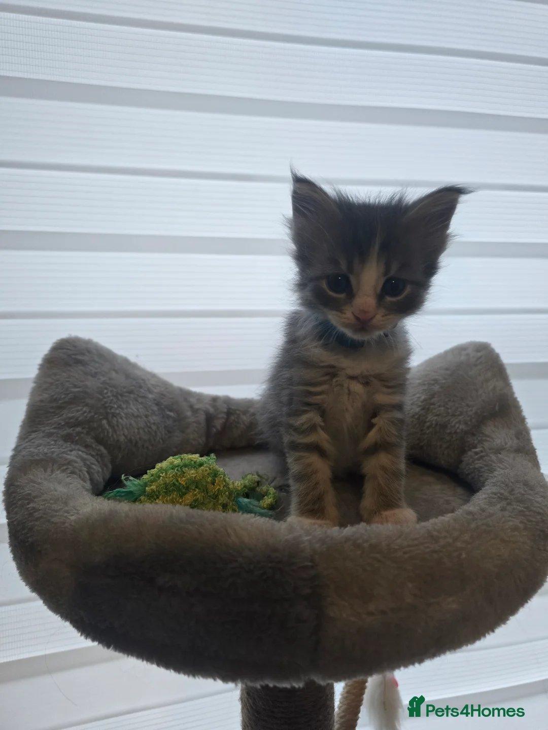 Maine Coon cats for sale: 5 adorable maine coon kittens - Advert 8