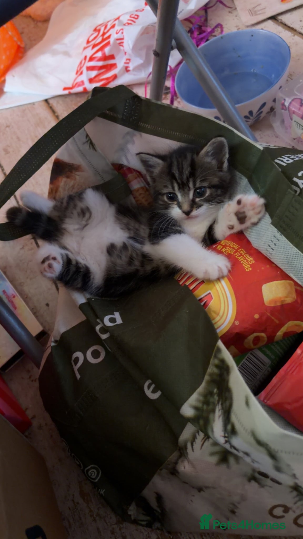 Mixed Breed cats for sale: 5 friendly playful mixed tabby kittens - Advert 2
