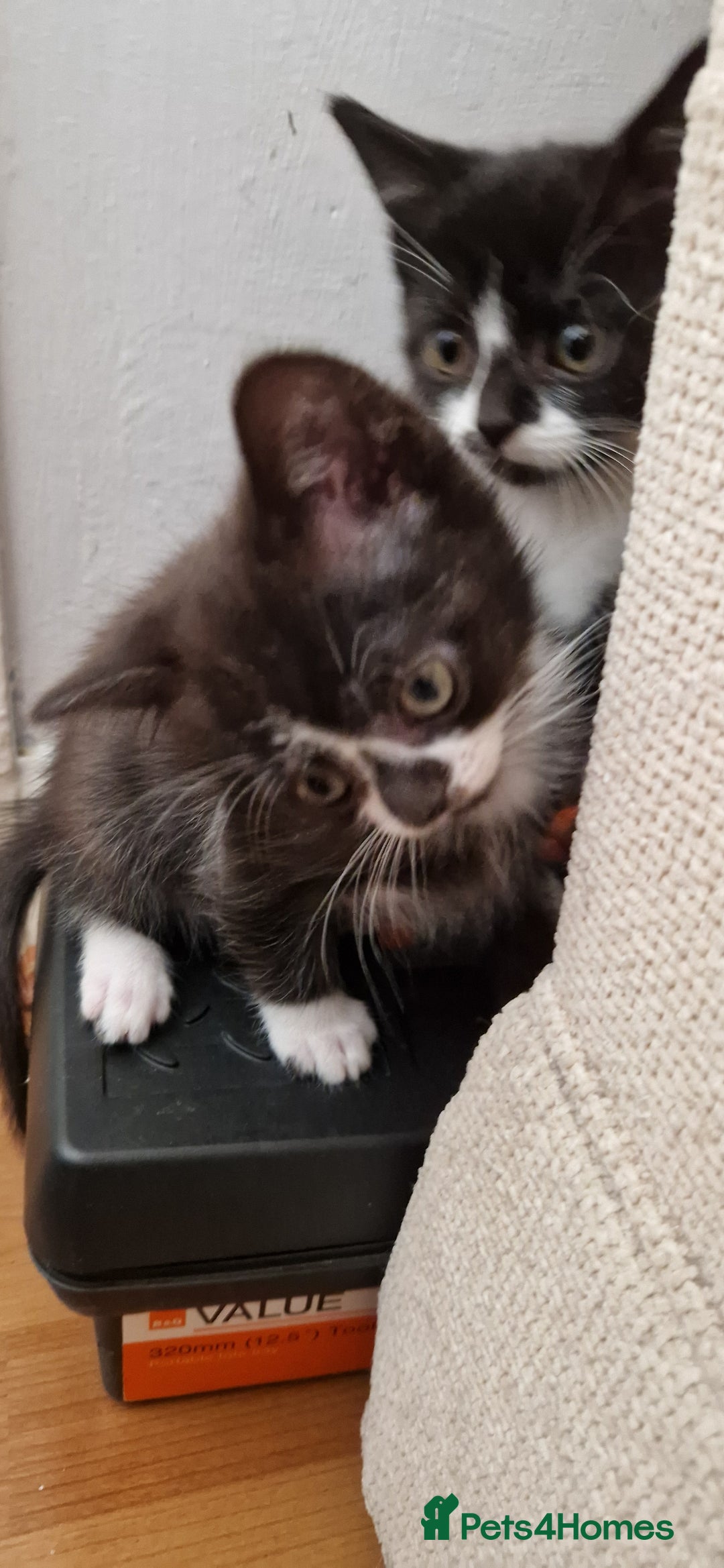 British Shorthair cats for sale: Kitties looking for new homes... - Advert 8