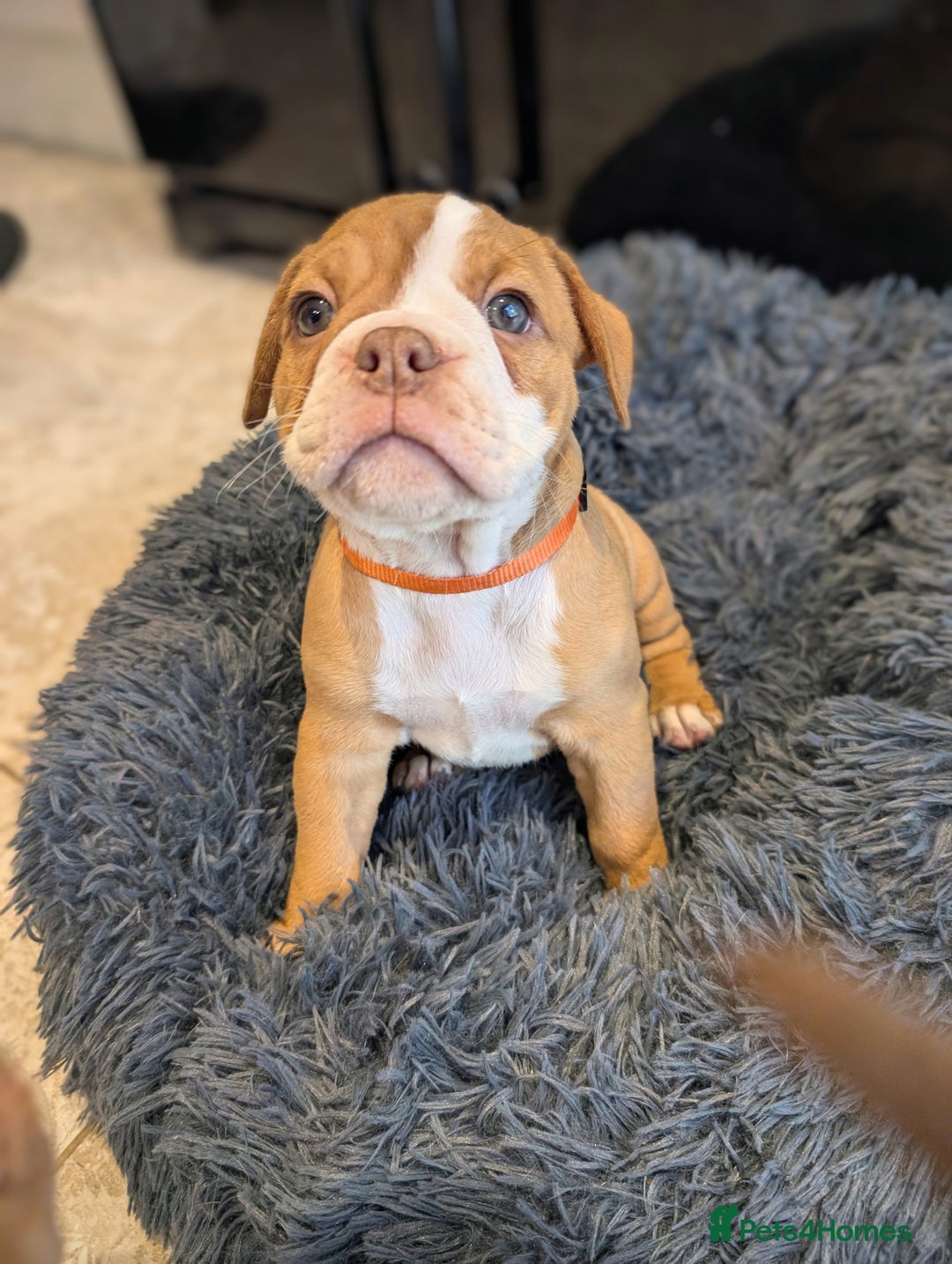 Olde English Bulldogge dogs for sale: READY NEXT WEEK! - OEB Puppies NEBBR ✅ 3rd Gen - Image 11