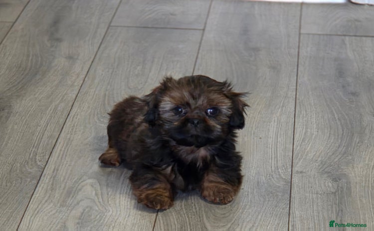 Shih Tzu dogs - Advert 8