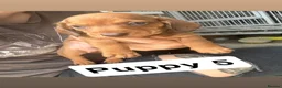 Dachshund dogs for sale: Gorgeous miniature daschunds  - Advert 25