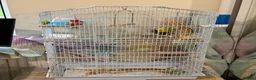 Budgerigars birds for sale: Large white bird cage - Advert 3