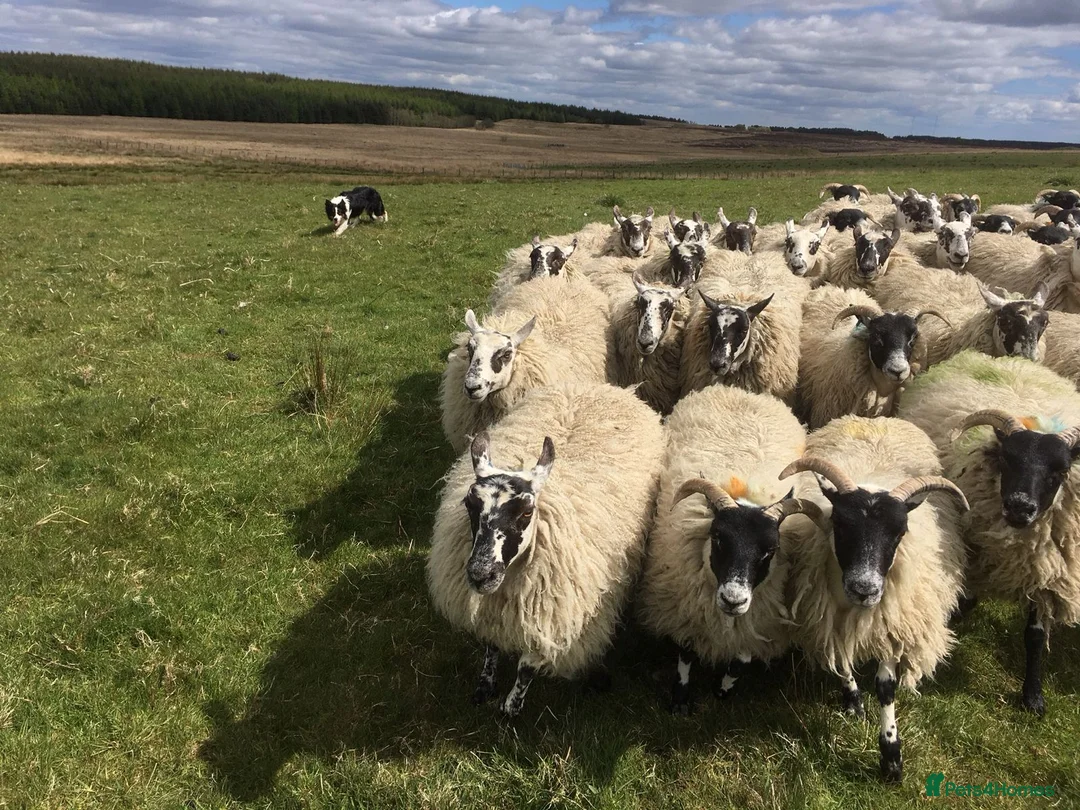 Mixed Breed dogs for sale: Beardie / Border Cross Puppies  in Falkirk - Advert 14