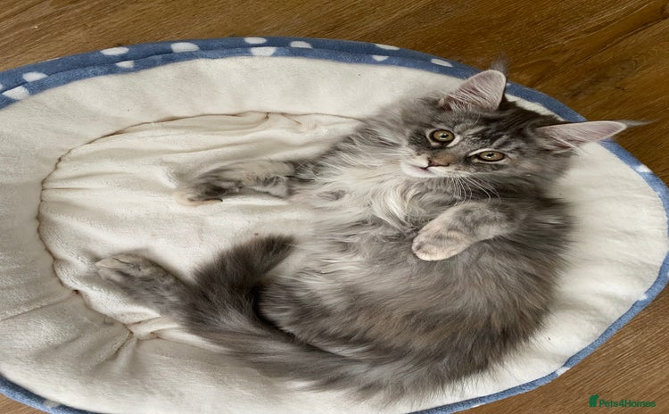 Maine Coon cats - Advert 13