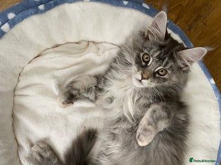 Maine Coon cats Beautiful Main Coon Kittens - Advert 3