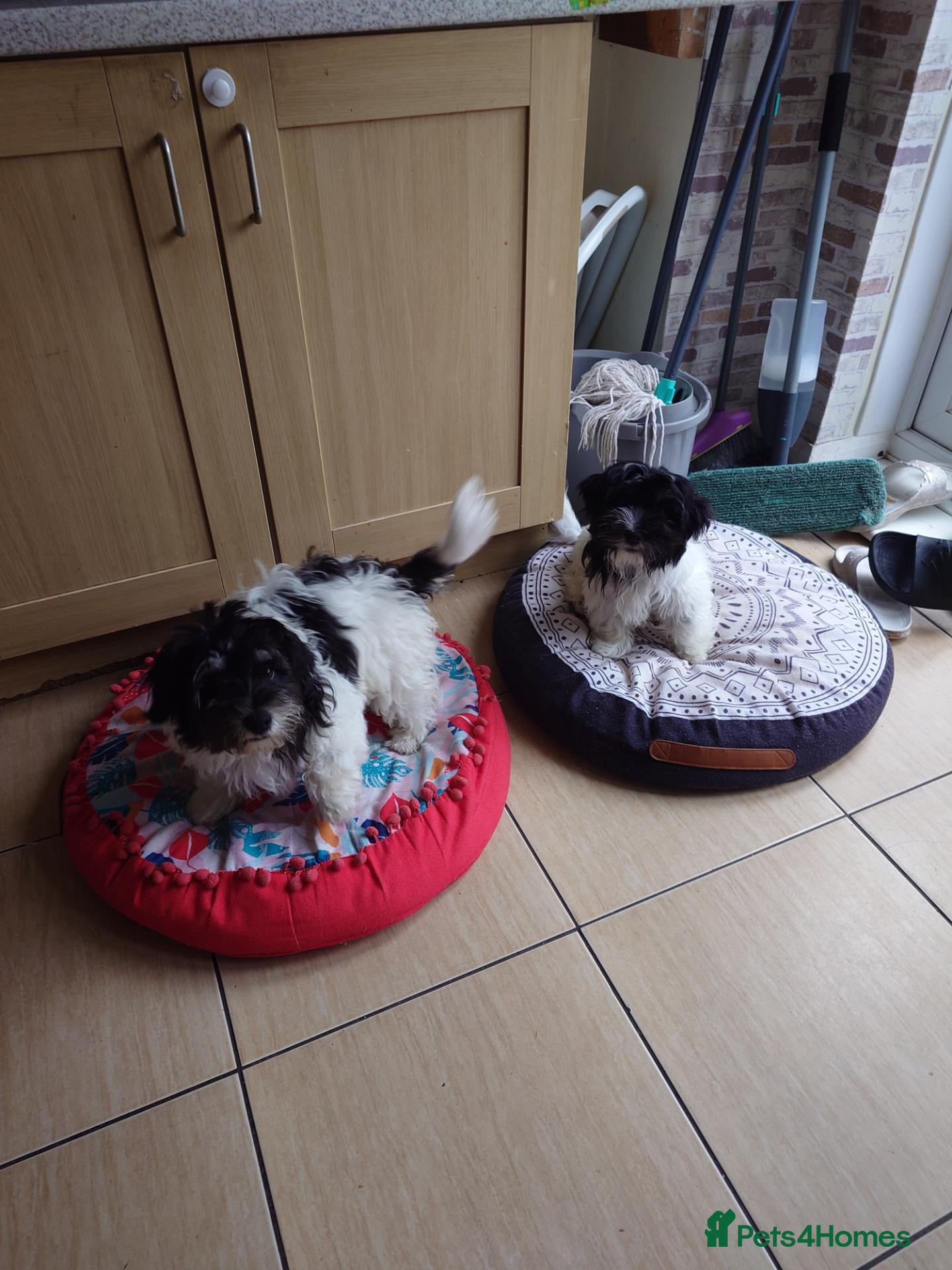 Havanese dogs Only 2 left!Purebred Havanese,Vaccinated,chipped - Advert 3