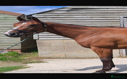 English Thoroughbred horses for sale: Super safe and easy mare  - Image 9