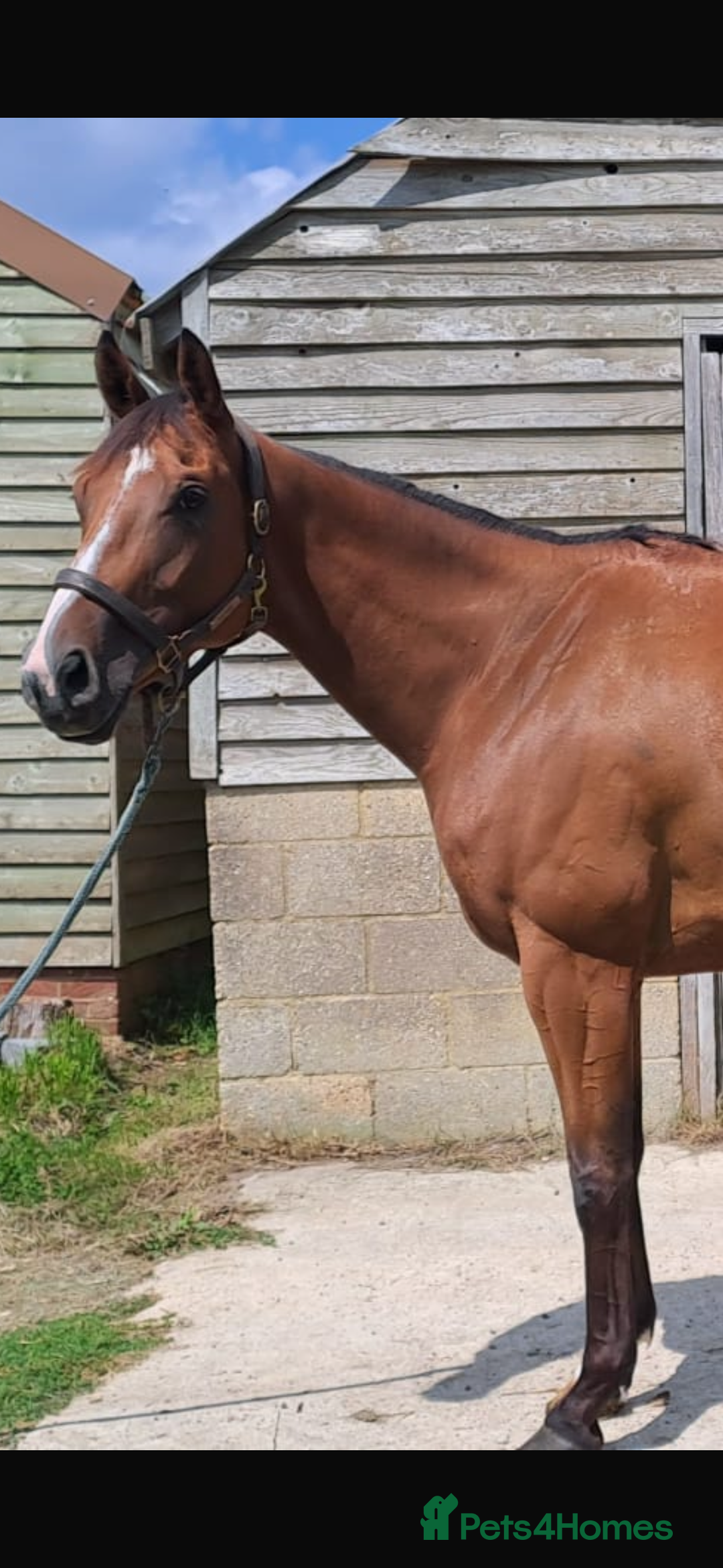 English Thoroughbred horses for sale: Super safe and easy mare  - Image 9