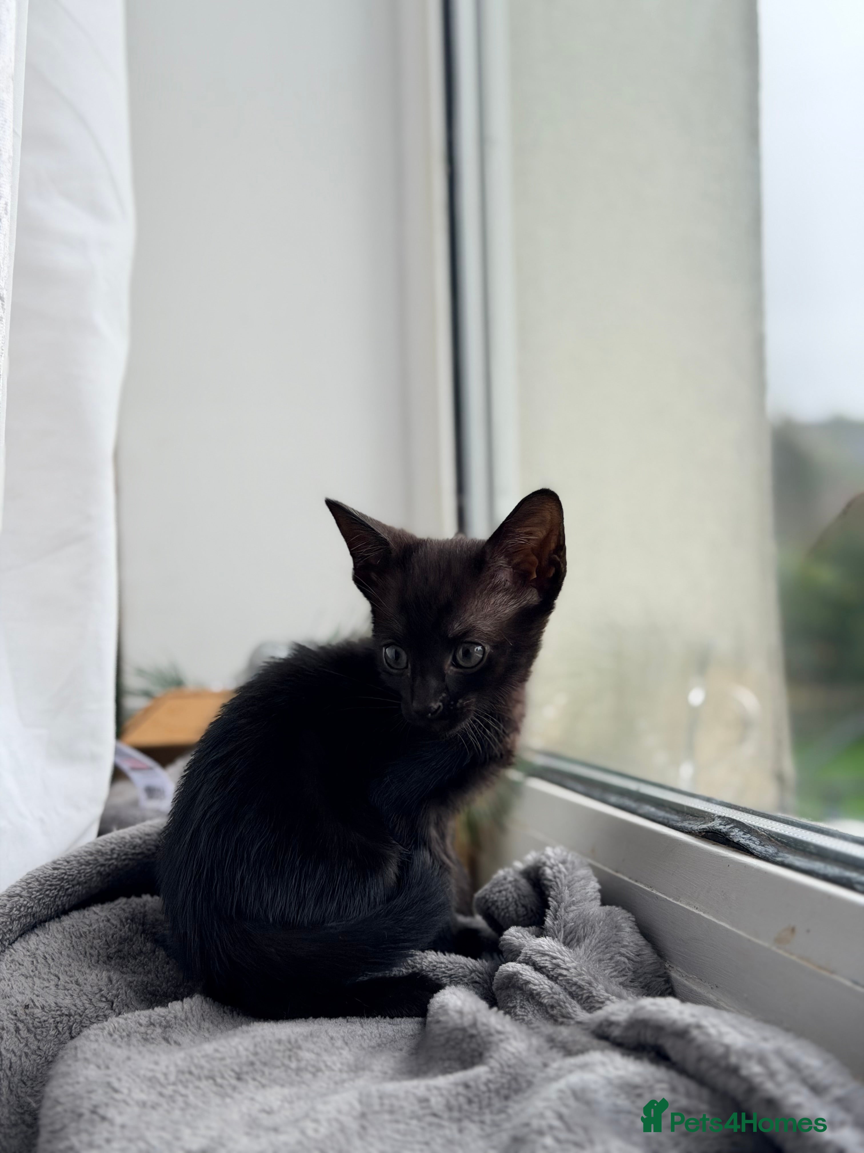 Mixed Breed cats Kittens ready to go - Advert 2