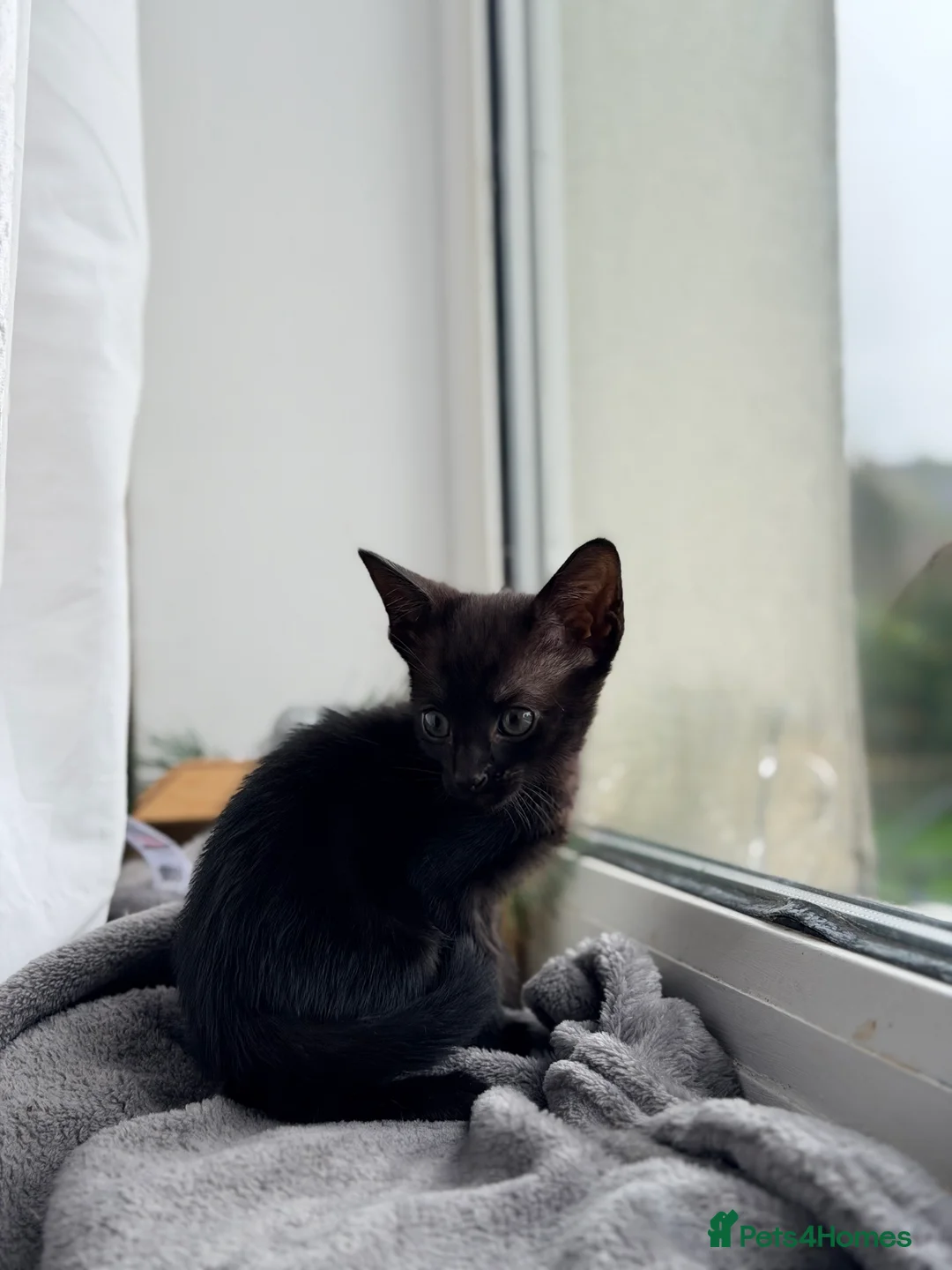 Mixed Breed cats for sale: Kittens ready to go - Advert 2