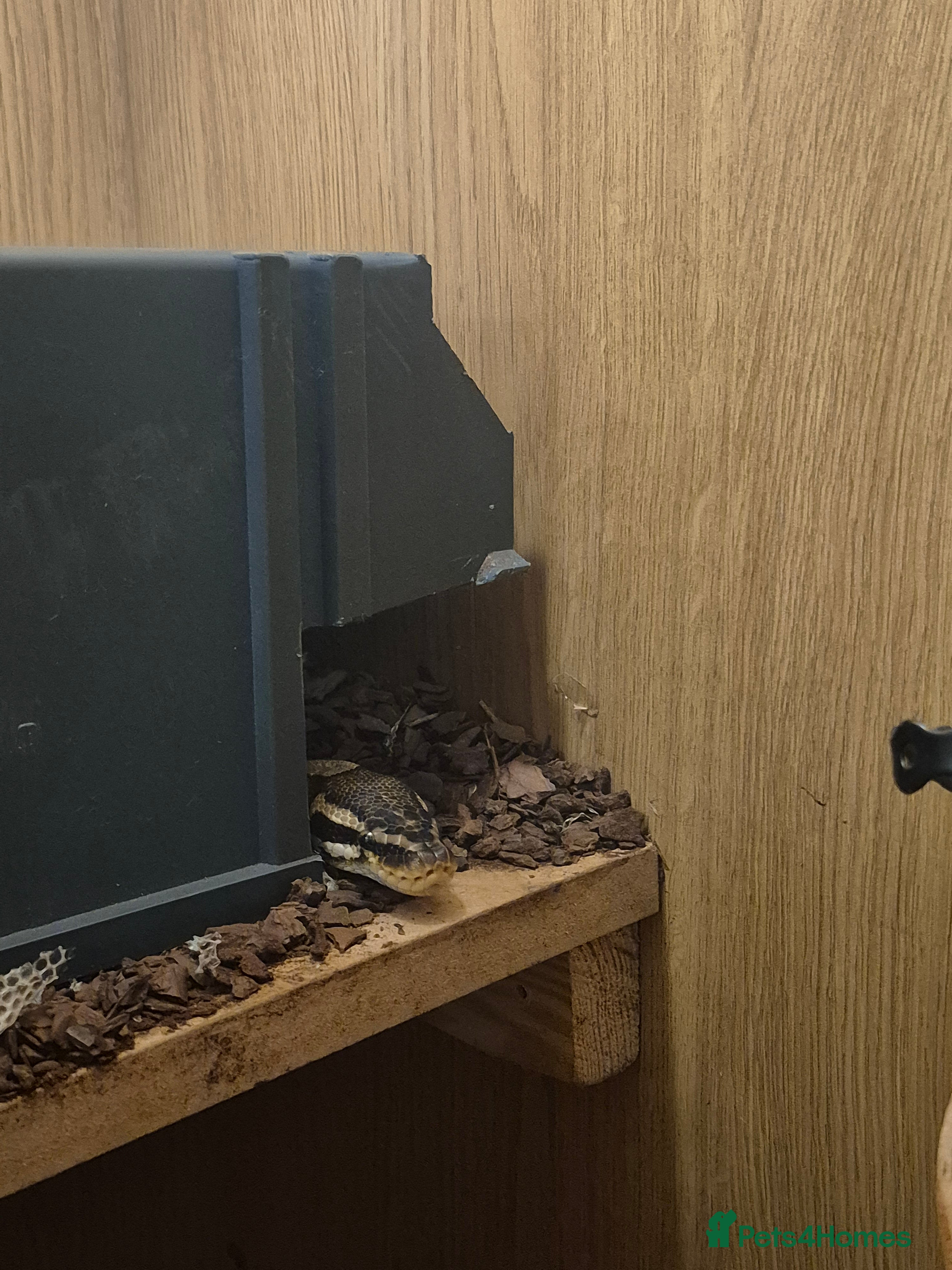 Python Snake reptiles 7 year old python + enclosure  - Advert 2