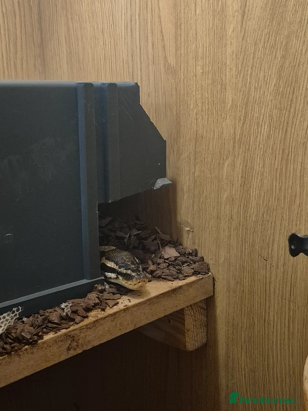 Python Snake reptiles for sale: 7 year old python + enclosure  - Advert 1