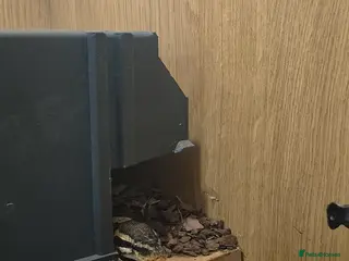 Python Snake reptiles 7 year old python + enclosure - Advert 4