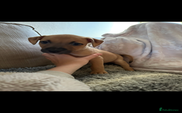 Mixed Breed dogs for sale: Staffie cross puppies  - Image 11