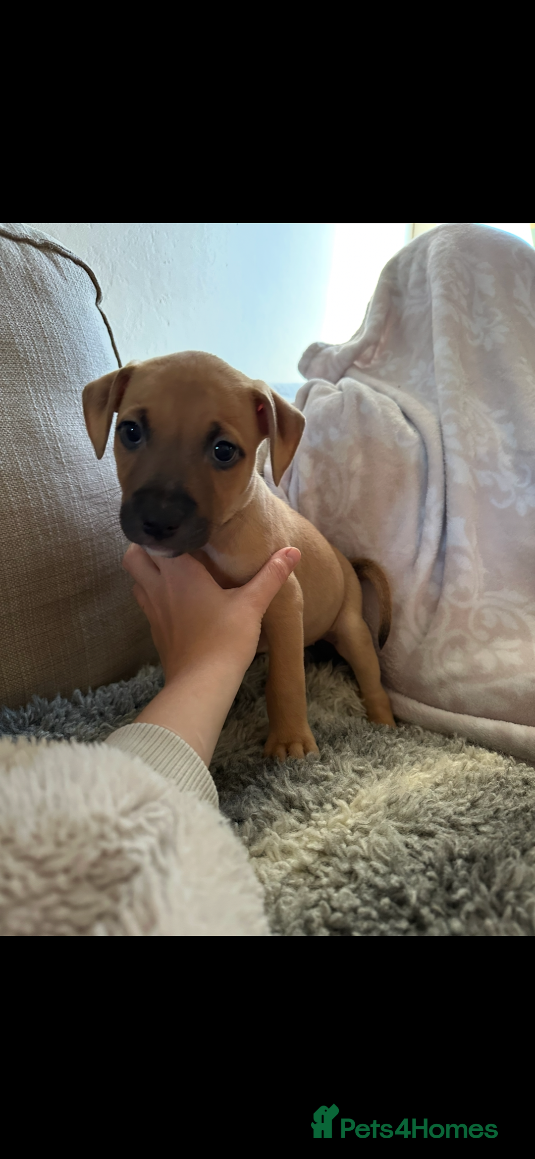 Mixed Breed dogs for sale: Staffie cross puppies  - Image 11