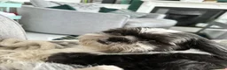 Shih Tzu dogs for sale: Male and female Shih Tzu  in Manchester - Advert 3