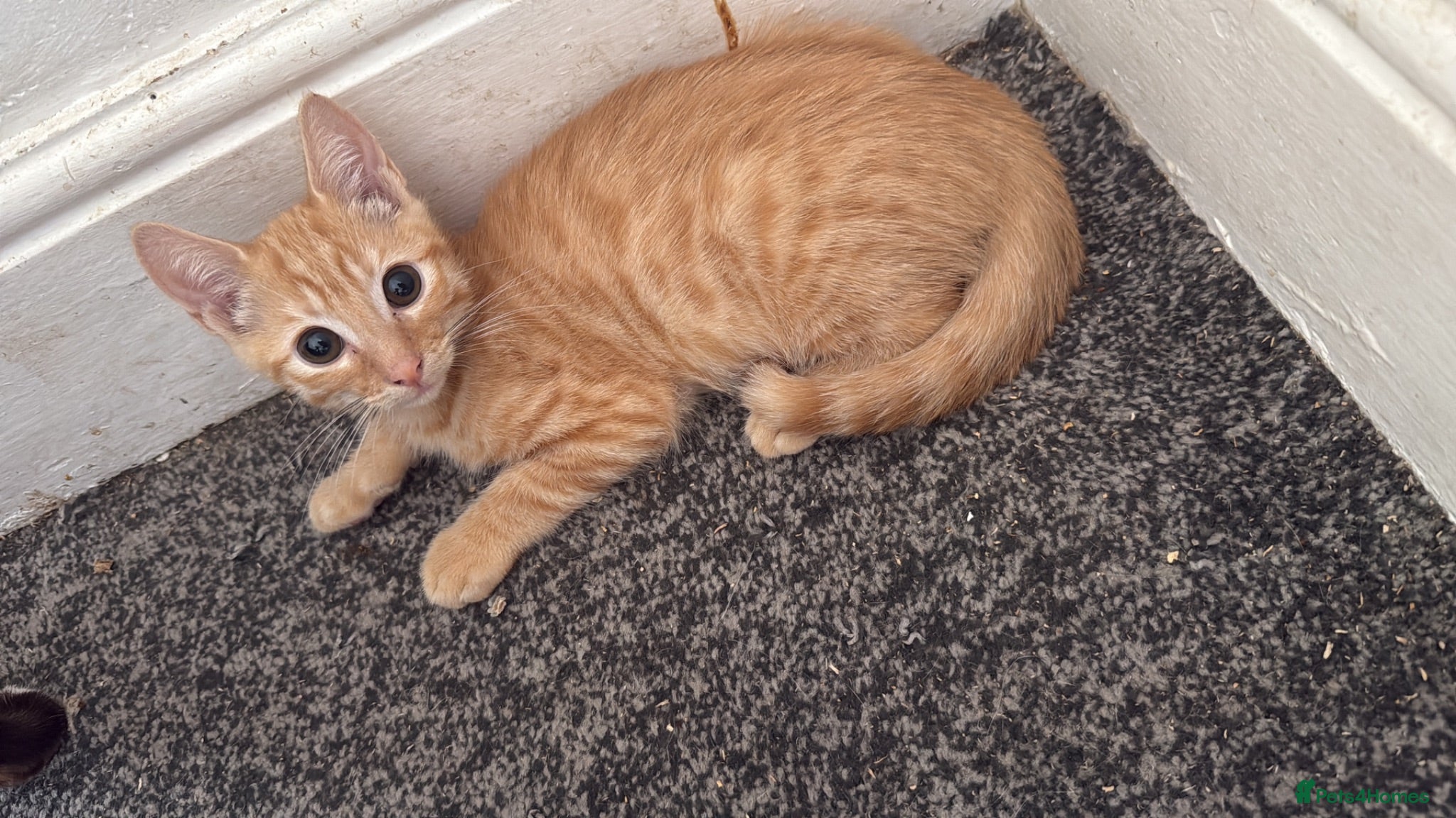 Mixed Breed cats 2 Beautiful Ginger Mix Siamese Boys £100 together  - Advert 1