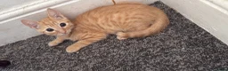 Mixed Breed cats for sale: 3 Beautiful Ginger Mix Siamese Boys Ready Now - Advert 5