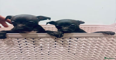 Italian Greyhound dogs Itlaian greyhound puppy's for sale - Advert 3