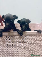 Italian Greyhound dogs Itlaian greyhound puppy's for sale - Advert 3