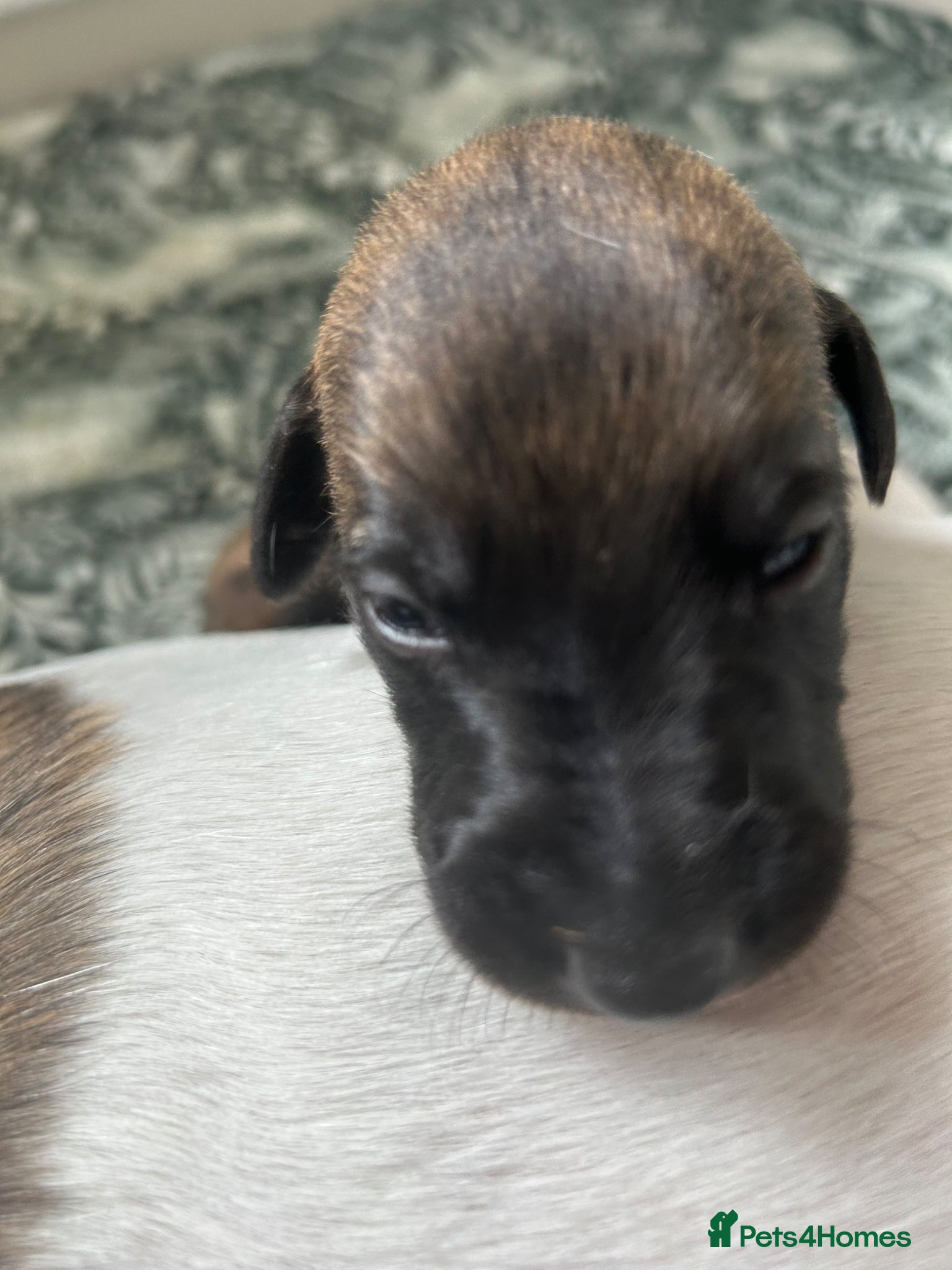 Whippet dogs Stunning pedigree whippet puppies  - Advert 1