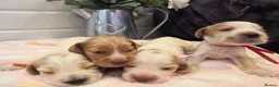 Cocker Spaniel dogs for sale: SHOW TYPE health tested KC cocker spaniels  - Advert 8