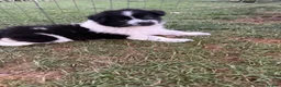 Mixed Breed dogs for sale: Beautiful Samoyed / Australian Shepard Cross  - Advert 8