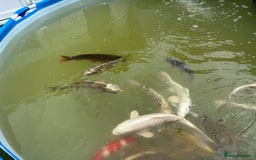 Koi Carp fish for sale: Japanese koi carp - Image 15