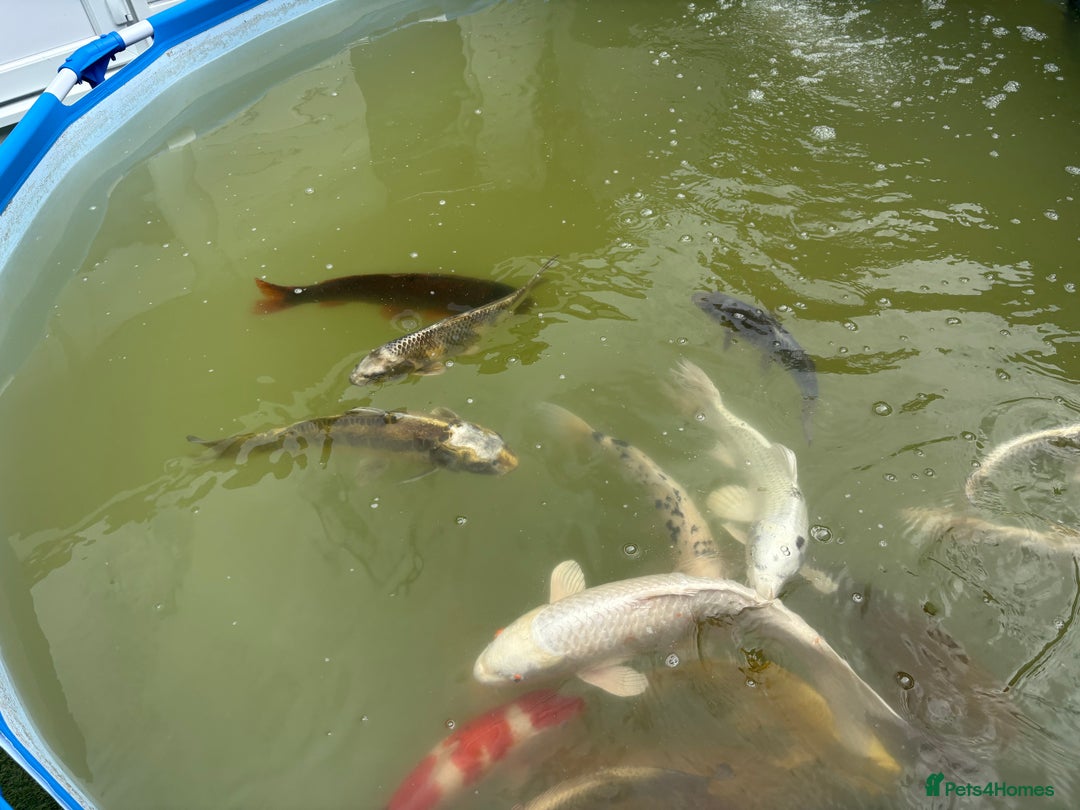 Koi Carp fish for sale: Japanese koi carp - Image 15