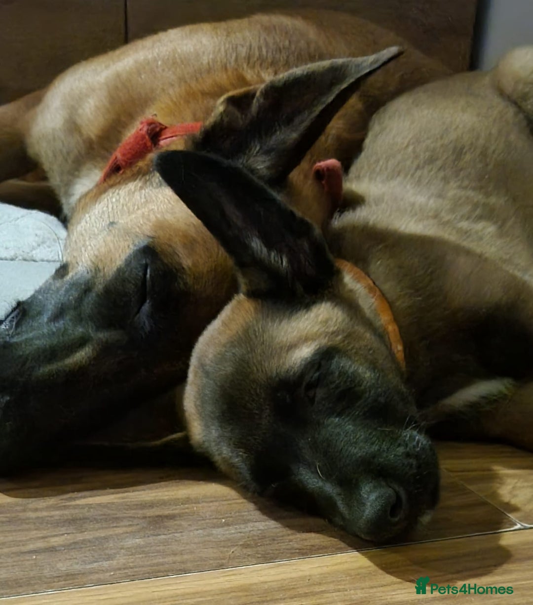 Belgian Shepherd Dog dogs for sale: Stunning Belgian Malinois Puppies - Advert 8