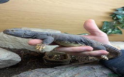 Lizard reptiles for sale: Banded Uromastyx (dispar flavifasciata) for sale  - Image 2
