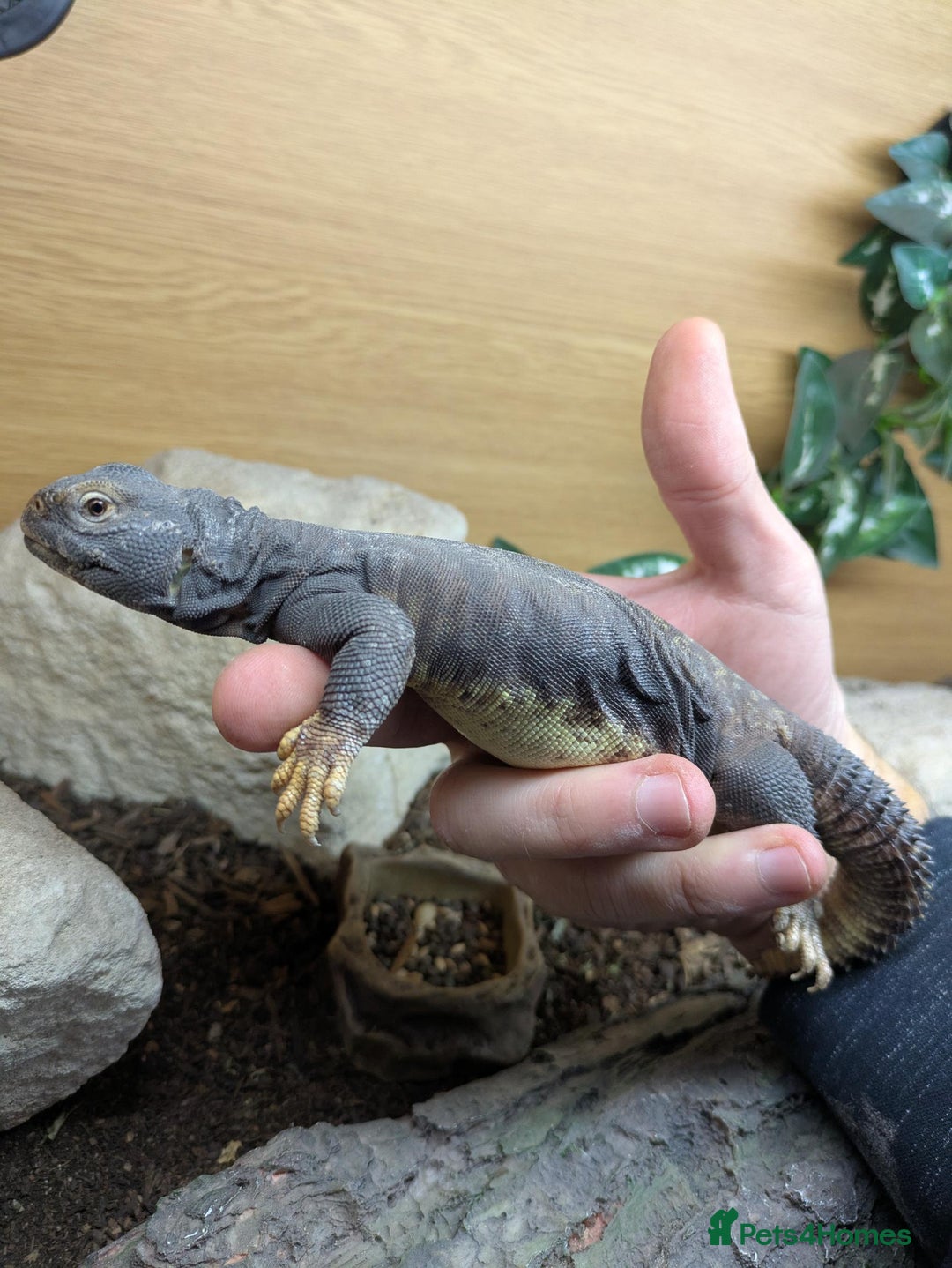 Lizard reptiles for sale: Banded Uromastyx (dispar flavifasciata) for sale  - Image 2