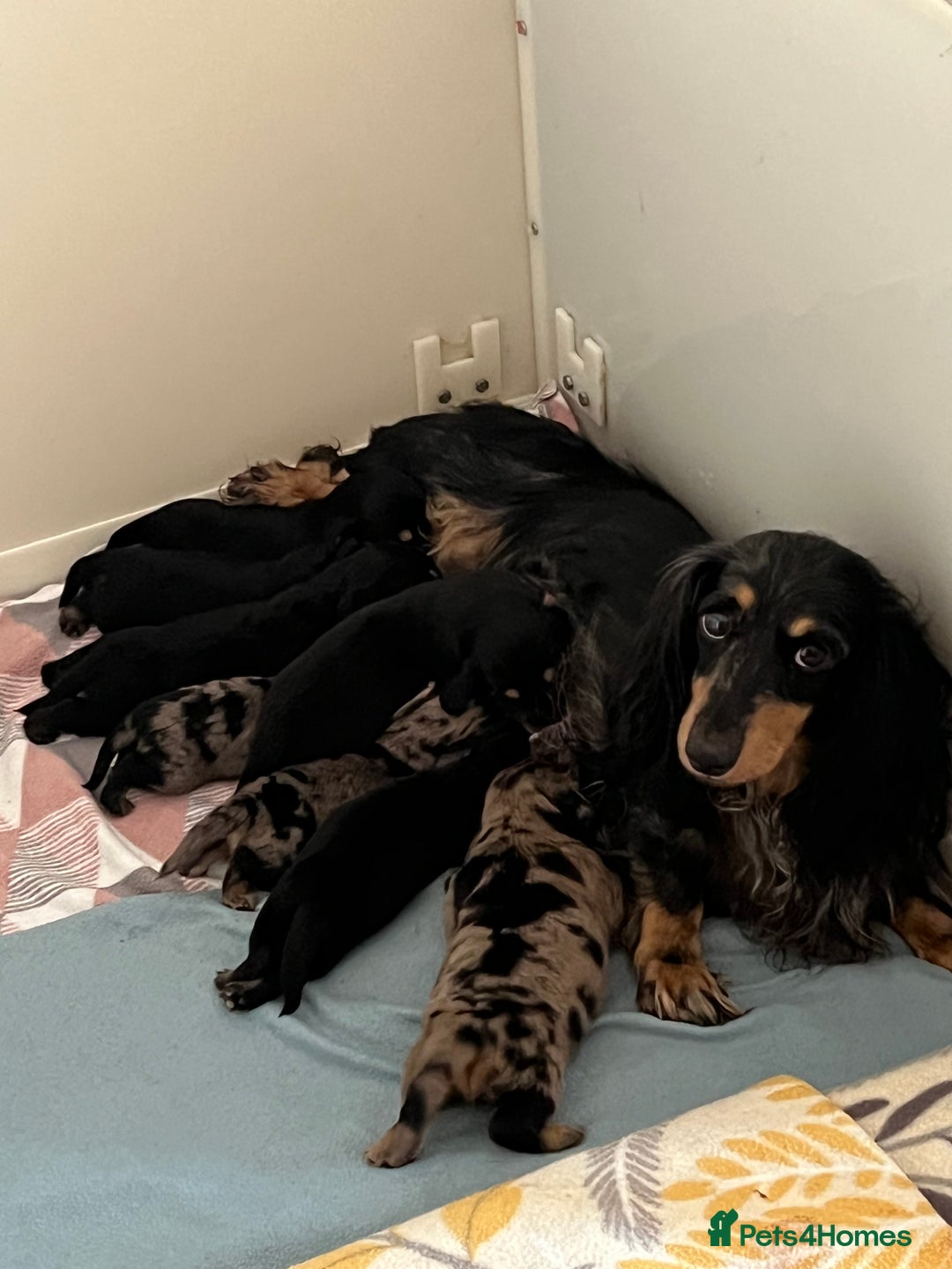 Miniature Dachshund dogs for sale: LONGHAIRED MINIATURE CREAM PUPPIES🐾🩵 - Image 13