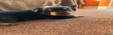 Rottweiler 1