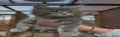 Maine Coon Kitten 1