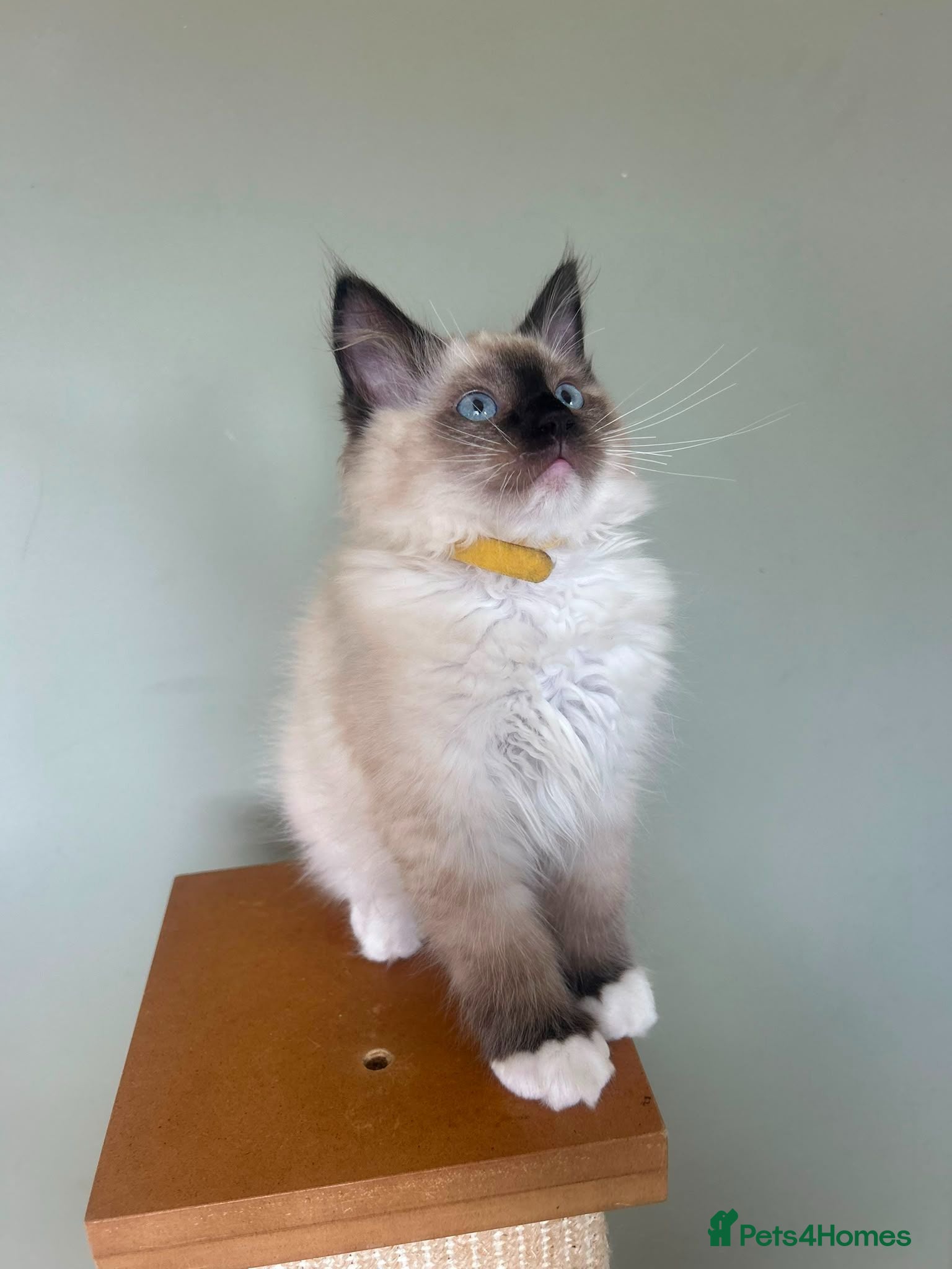 Ragdoll cats Adorable Pedigree Ragdoll Kittens - Advert 6