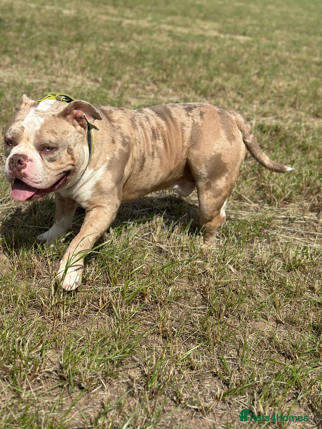 American Bully dogs for stud: Merle ABKC american pocket bully stud in Leicester - Advert 5
