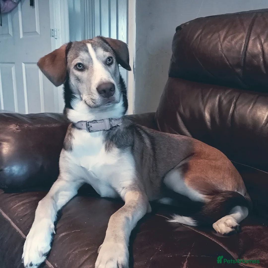 Mixed Breed dogs 1 year old husky/spaniel  - Advert 5