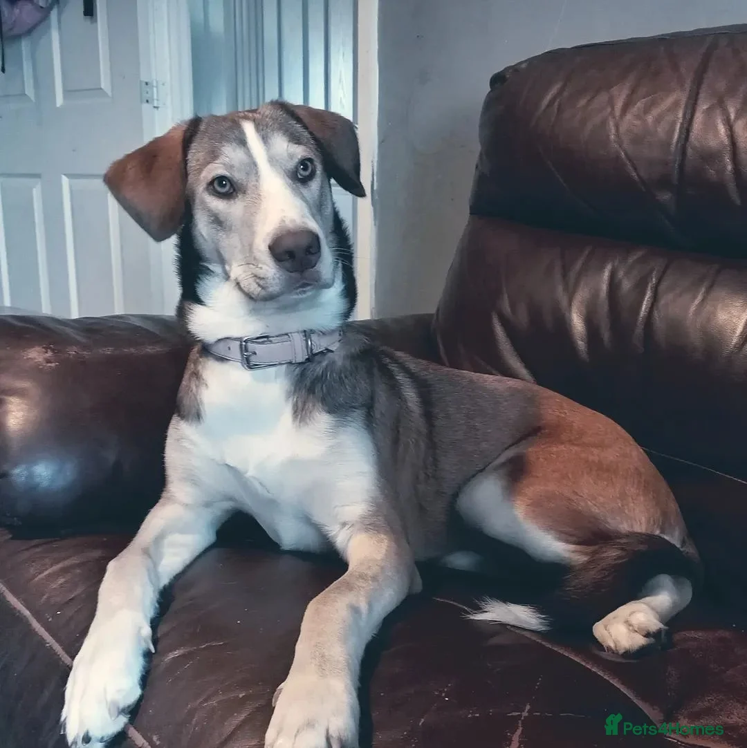 Mixed Breed dogs for sale: 1 year old husky/spaniel  - Advert 1