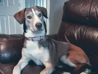 Mixed Breed dogs 1 year old husky/spaniel - Advert 5