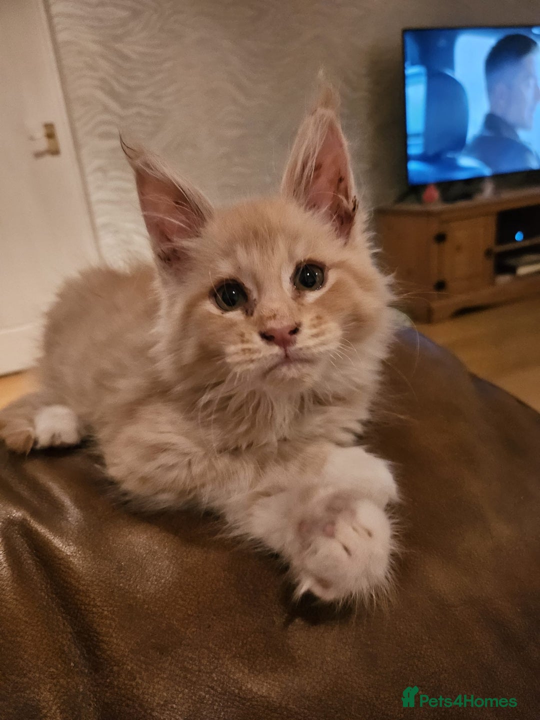 Maine Coon cats for sale: Pure Breed Mainecoon kittens for sale.  - Advert 8