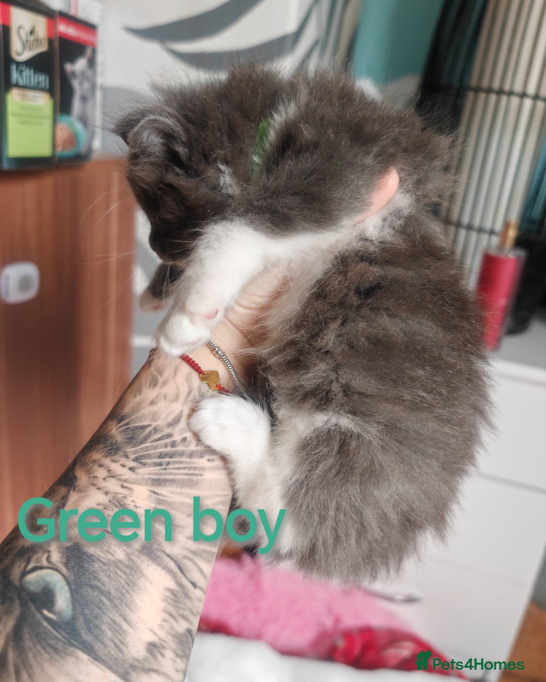 Ragcoon cats for sale: Amazing ragcoon kittens looking for lovely home  - Image 7
