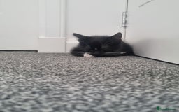 American Shorthair cats for sale: Kittens for sell, ready to go now!  - Image 11