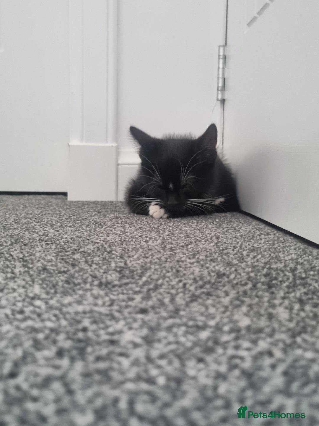 American Shorthair cats for sale: Kittens for sell, ready to go now!  - Image 11