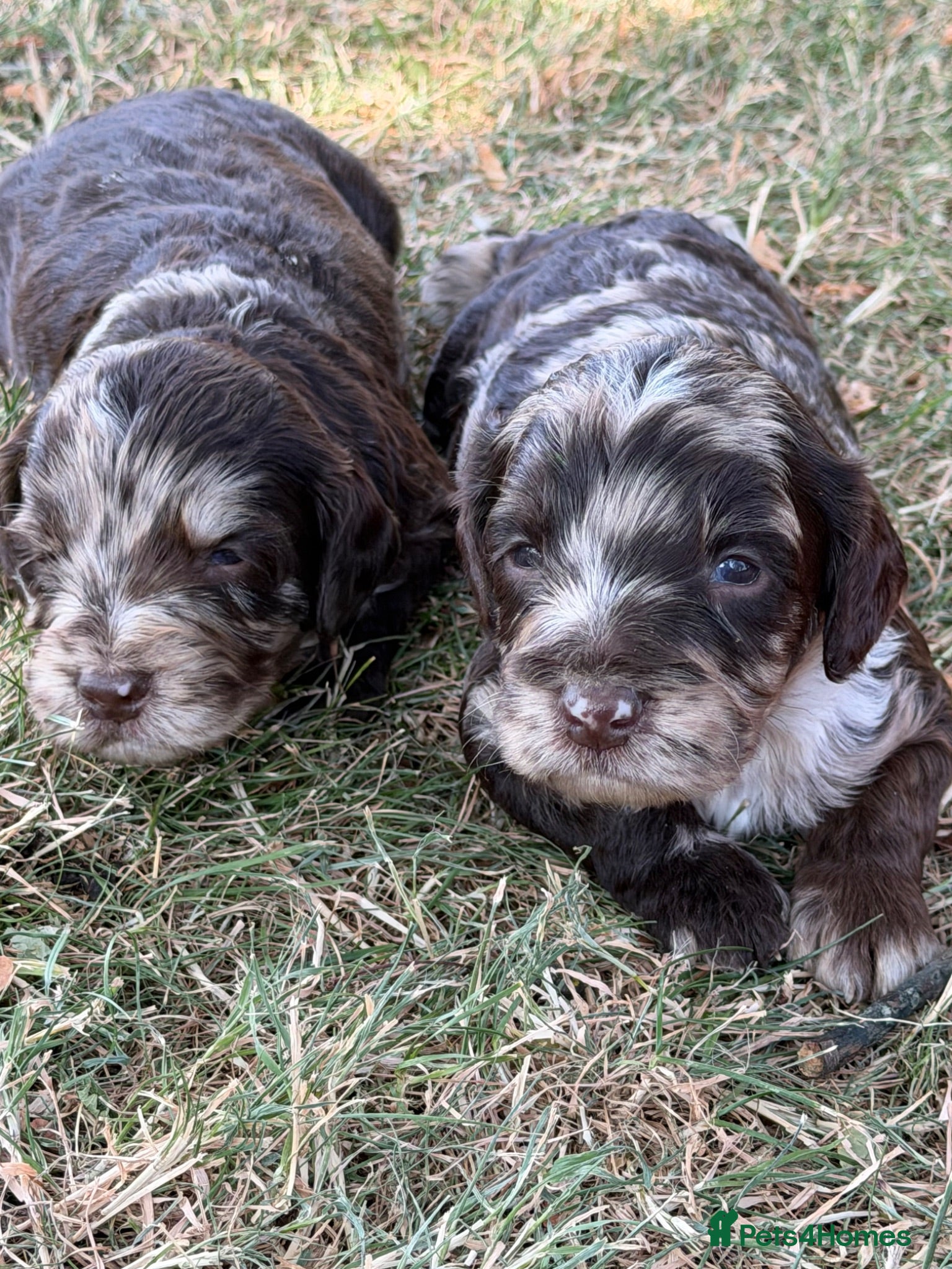 Sproodle dogs F1 Merle Sproodles FULLY DNA 5⭐️ Licensed Breeder - Advert 1