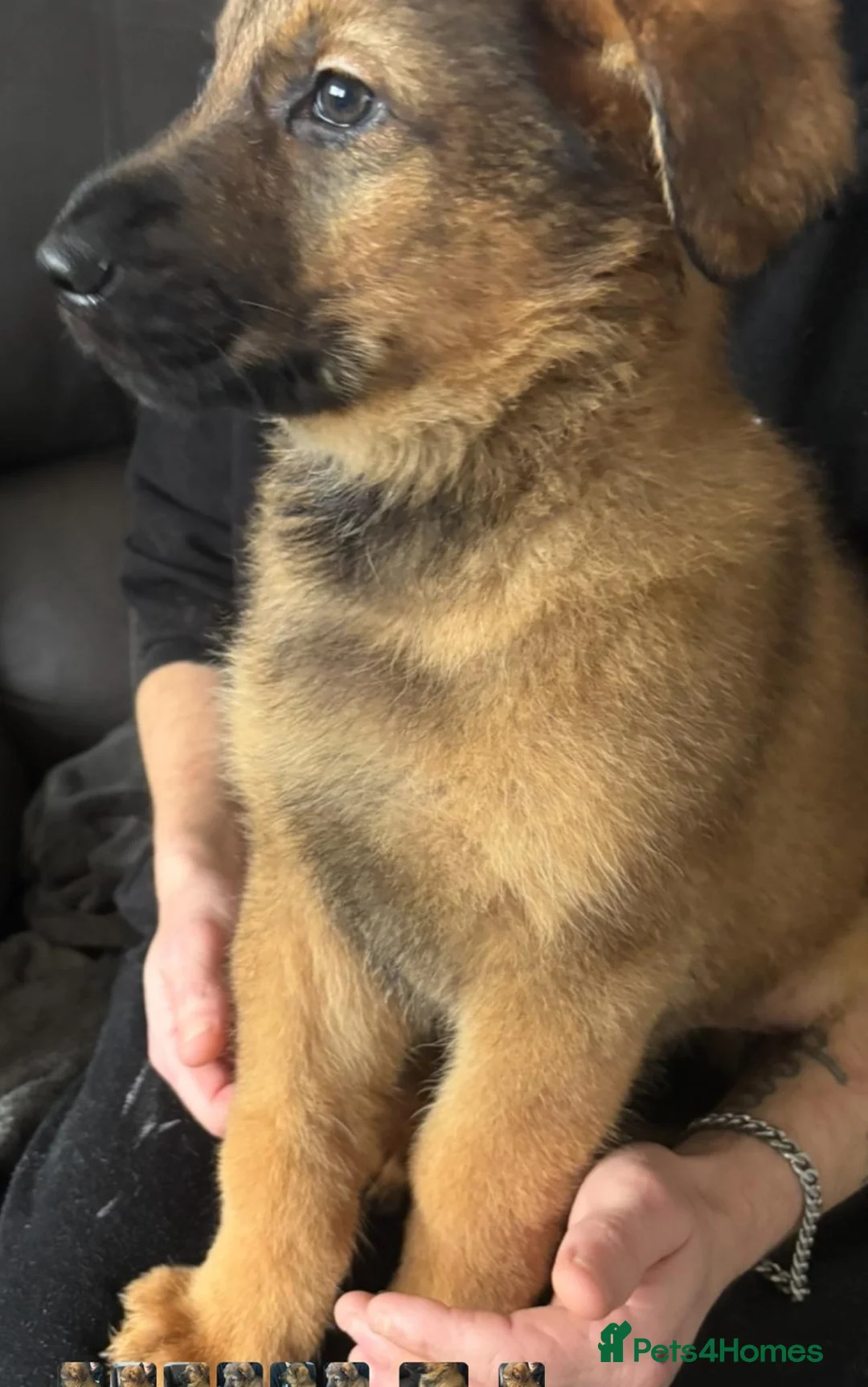 Mixed Breed dogs for sale: Intelligent & Loyal Shepadoodle Puppies - Advert 8