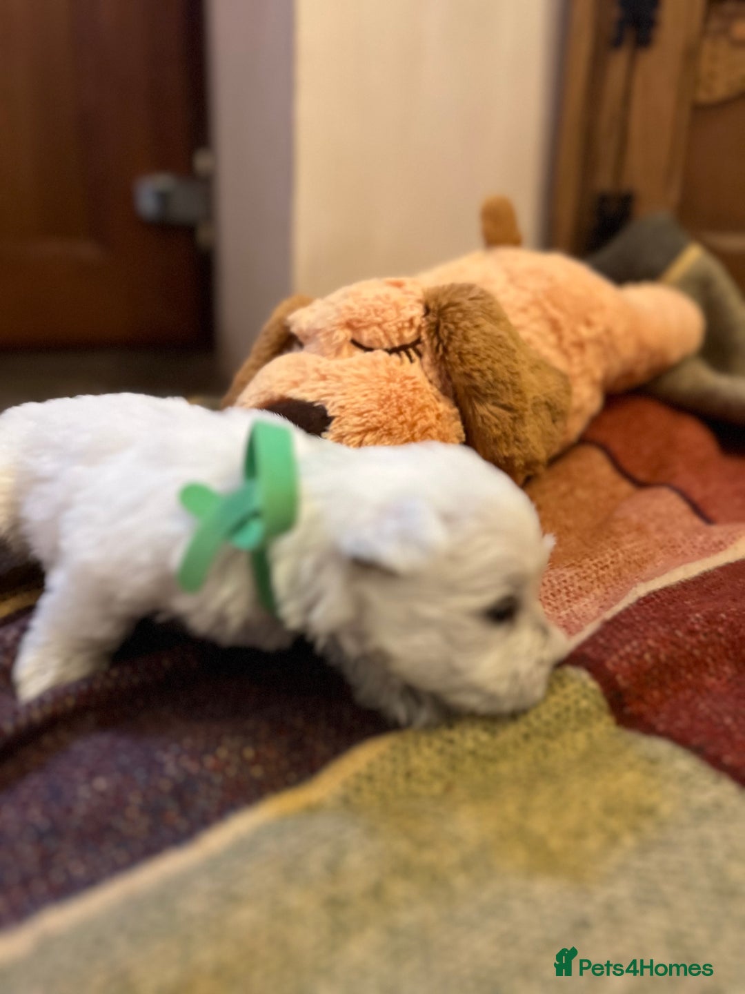West Highland Terrier dogs for sale: Westie pups  - Image 6