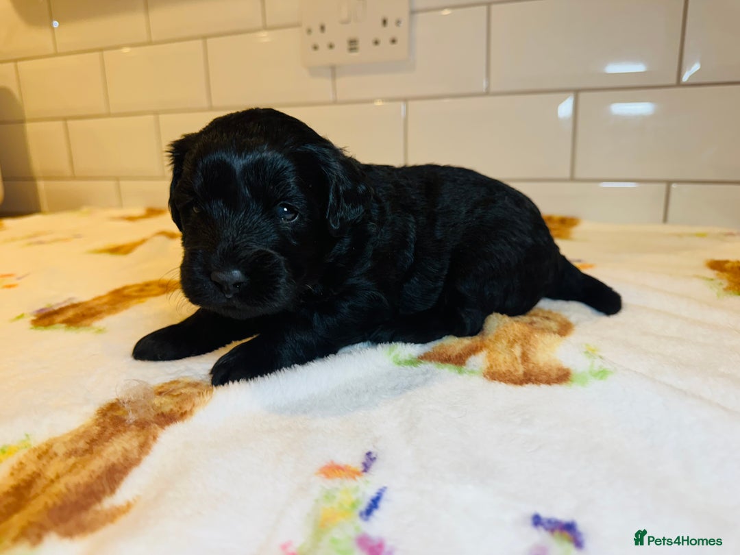Labradoodle dogs for sale: Chunky Labradoodle Babies 🐾🐾🐾 - Image 9